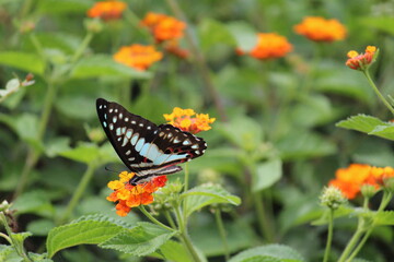Bluebottle Butterfly