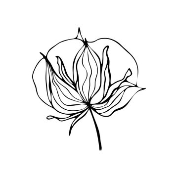 Contour engraving bud. Black and white line art decoration of cotton flower with leaves.  Vector isolated clipart. Minimal monochrome hand drawing botanical design.