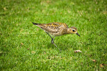 Nene, exotic bird in a meadow