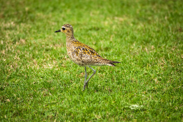 Nene, exotic bird in a meadow