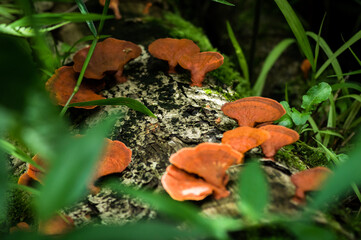Mushrooms on old tree trunk and green grass