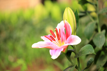 Fototapeta premium Lily flower in garden. Lily is in the greenhouse