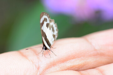 butterfly on a hand