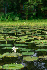 Obraz na płótnie Canvas White water lily. National flower of Bangladesh.