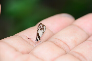 butterfly on a hand