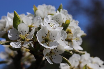 Birnenbaumblüte