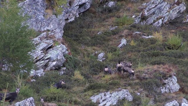 Group of chamois are going up the slope of the mountain