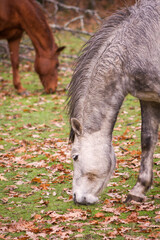 Naklejka na ściany i meble Dapple gray arab foal and chestnut mare eating side by side in an autumn meadow.