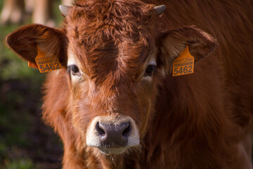 Face of a red steer cow with tags in his ears.