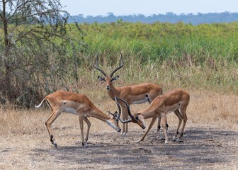 Impala in the Akagera National Park