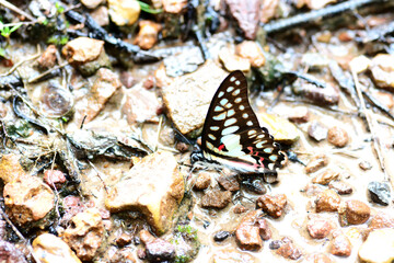 butterfly on a ground.