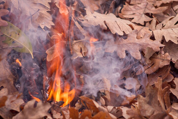 Close up of flames buning dry oak leaves.