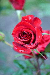 red rose bud after rain