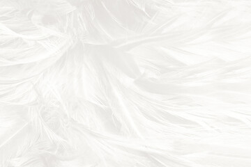 Beautiful white feather wooly pattern texture background
