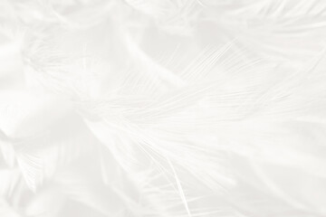 Beautiful white feather wooly pattern texture background