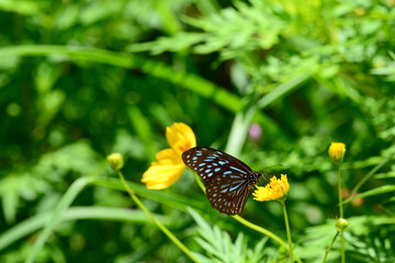 butterfly on flower