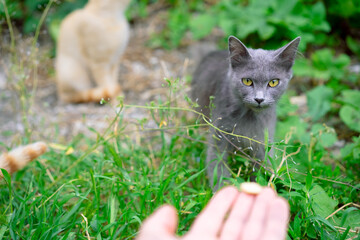 Man feeds a homeless cat from the hands