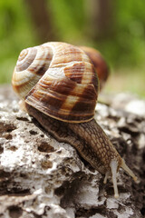 lonely snail on a stone