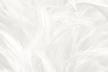 Beautiful white feather wooly pattern texture background