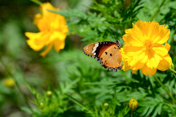 butterfly on flower
