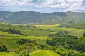 Picturesque landscape over peaceful green prairies and fields with white cows grazing in the grass from the top of mountain in Martinique West Indies