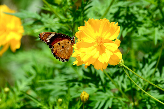 Fototapeta butterfly on flower