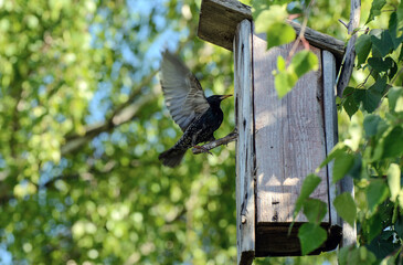 Starling sits on a perch near the birdhouse Spring. Green leaves of birch. Sunny day. Concept - the life of starlings in a natural environment