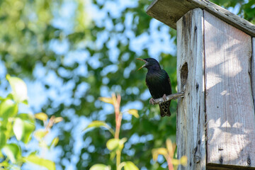 Starling sits on a perch near a birdhouse with an open beak. Spring. Green leaves of birch. Sunny day. Concept - feeding offspring