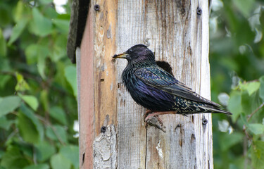 Starling sits on a perch near a birdhouse with an insect in its beak. Spring. Green leaves of...