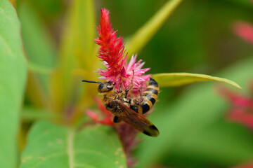 bee on flower