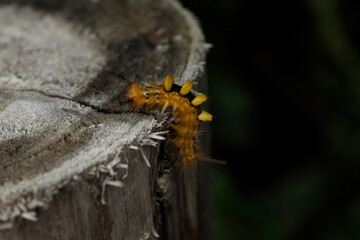 macro of a caterpillar