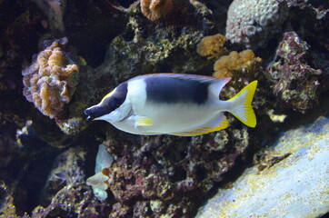 Tropical fish in aquarium, Berlin