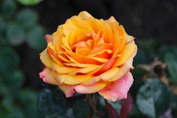 Closeup of an orange-pink rose flower