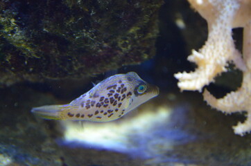 Tropical fish in aquarium, Berlin