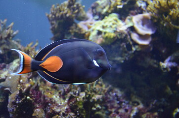 Naklejka na ściany i meble Tropical fish in aquarium, Berlin