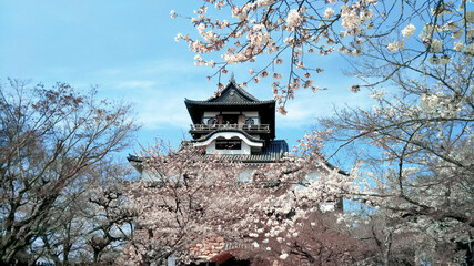 春の犬山城