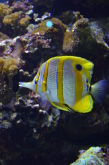 Tropical fish in aquarium, Berlin