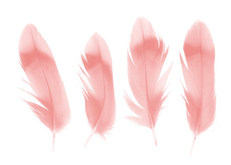 Beautiful collection light pink feather isolated on white background