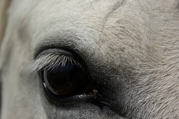 white horse eye