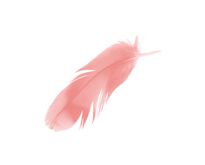 Beautiful light pink feather isolated on white background