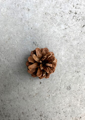 Pine cone on concrete background,, top view