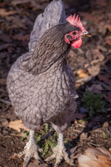Andalusian chicken with autumn oak leaves as a background. 