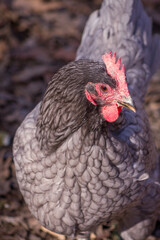 Portrait of an Andalusian chicken with autumn oak leaves as a background. 