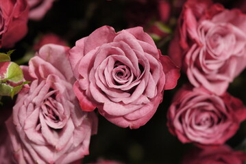 close up a pink rose from the top

