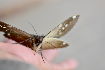 close up of butterfly