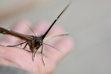 Fototapeta na wymiar mosquito sucking blood extreme closeup