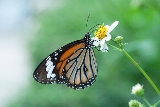 A common tiger butterfly collection honey on a white flower

