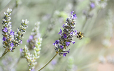 English lavender with dark purple blooms and a Bumble Bee