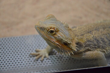 Closeup of a Water Dragon sitting on a rock
