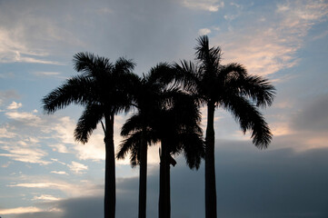 Fototapeta na wymiar Hong Kong palm tree silhouette 